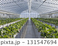 ハウスのイチゴ 131547694