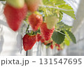 ハウスのイチゴ 131547695