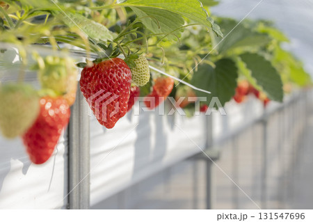 ハウスのイチゴ ハウスのイチゴ 131547696