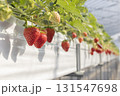 ハウスのイチゴ 131547698