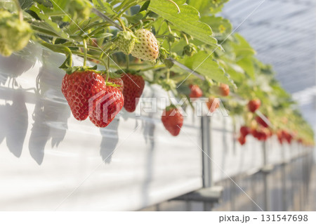 ハウスのイチゴ 131547698