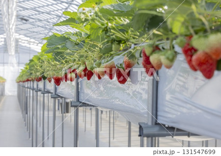 ハウスのイチゴ 131547699