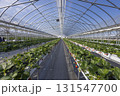 ハウスのイチゴ 131547700
