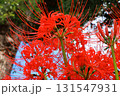 日本　埼玉の花 131547931