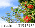 日本　埼玉の花 131547932