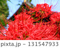 日本　埼玉の花 131547933
