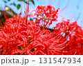 日本　埼玉の花 131547934