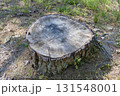 茨城県日立市　小木津山自然公園の切株 131548001