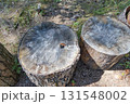 茨城県日立市　小木津山自然公園の切株 131548002