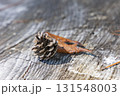 茨城県日立市　小木津山自然公園の落ち葉 131548003