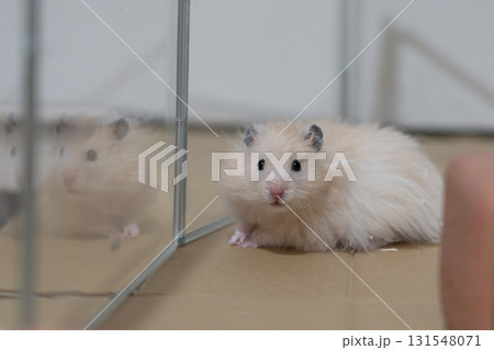 ゴールデンハムスター 131548071