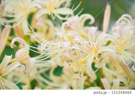 白い彼岸花 131548084