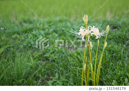 田んぼの畦に咲く、白い彼岸花 田んぼの畦に咲く、白い彼岸花 131548179