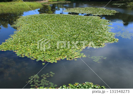 【青森県青森市】野木和公園の蓮の葉 131548273