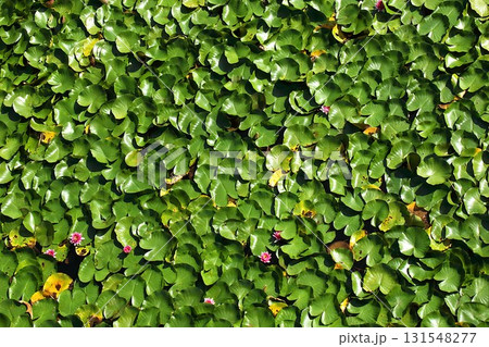 【青森県青森市】野木和公園の蓮の葉と花 131548277