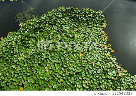 【青森県青森市】野木和公園の蓮の葉と花 131548323