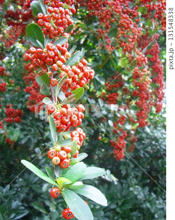 鈴なりのピラカンサの実 鈴なりのピラカンサの実 131548338