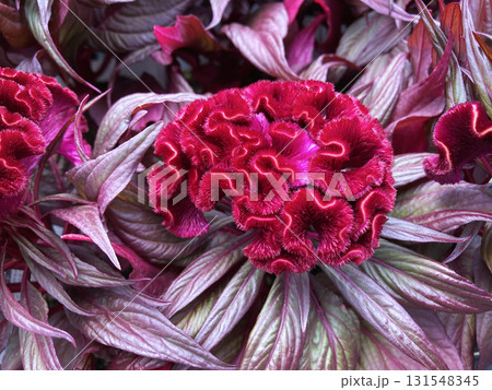 ケイトウドラキュラ  131548345