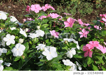 花壇に咲いている日々草の花 花壇に咲いている日々草の花 131548448