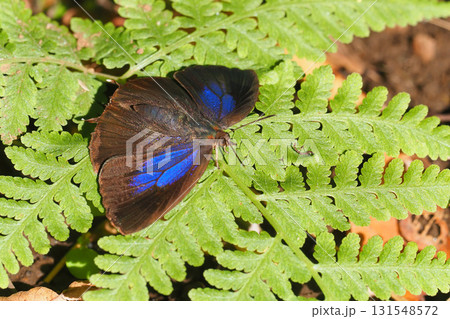 ムラサキツバメ（メス） 131548572