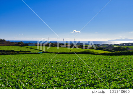 【神奈川県】三浦半島に広がる一面の野菜畑 131548660