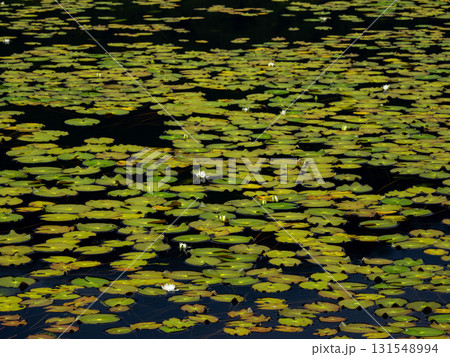 夏の訪れ　尾瀬 131548994