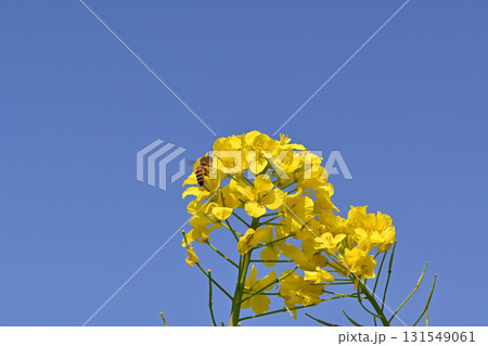 青空と菜の花 青空と菜の花 131549061