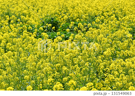 菜の花 131549063
