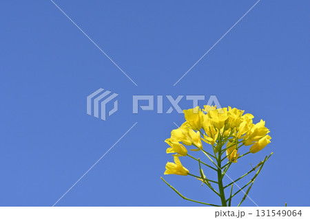 青空と菜の花 131549064