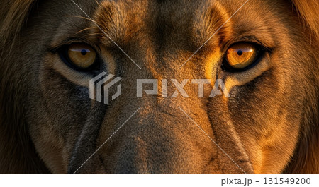 Close up of a majestic lion piercing golden eyes during golden hour lighting 131549200