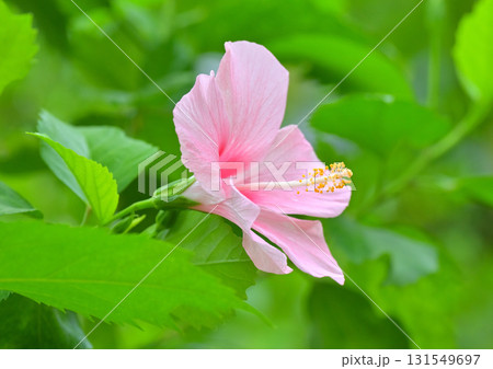 大輪のハイビスカス 131549697