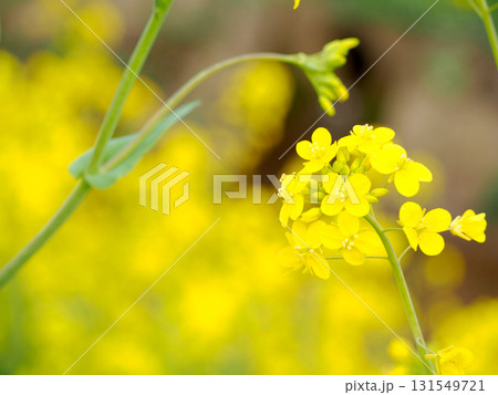 菜の花 菜の花 131549721