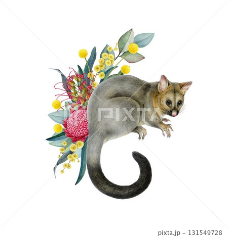 Brushtail possum with floral decor hand drawn watercolor vintage style illustration. Possum Australian endemic marsupial mammal with Australia wildflowers native flora decoration on white background Brushtail possum with floral decor hand drawn watercolor vintage style illustration. Possum Australian endemic marsupial mammal with Australia wildflowers native flora decoration on white background 131549728