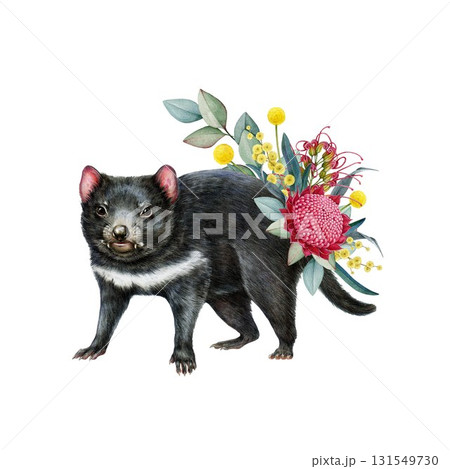 Tasmanian devil with floral decor hand drawn watercolor illustration. Tasmanian devil Australian endemic mammal with Australia wildflowers native flora decoration on white background 131549730