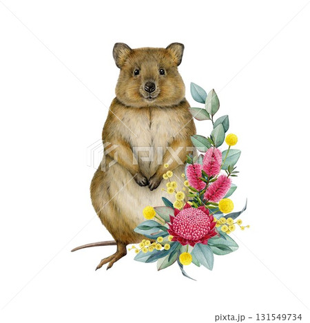 Quokka with floral decor hand drawn watercolor vintage style illustration. Quokka Australian endemic marsupial mammal with Australia wildflowers native flora decoration on white background Quokka with floral decor hand drawn watercolor vintage style illustration. Quokka Australian endemic marsupial mammal with Australia wildflowers native flora decoration on white background 131549734