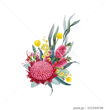 Australia native flowers floral decor on white background. Vintage style watercolor illustration. Australian flora decoration element with waratah flower, gum tree leaves, golden acacia, gravillea Australia native flowers floral decor on white background. Vintage style watercolor illustration. Australian flora decoration element with waratah flower, gum tree leaves, golden acacia, gravillea 131549736