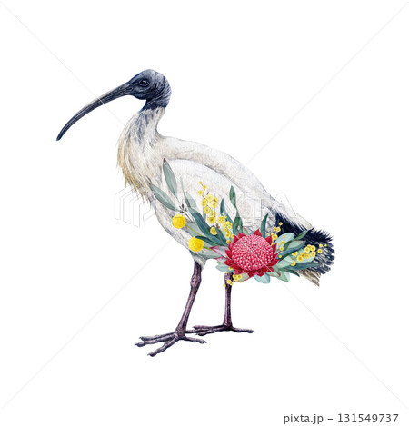 Australian white ibis with floral decor watercolor vintage style illustration. Australian wildlife iconic white ibis bird with Australia wildflowers native flora decoration on white background 131549737