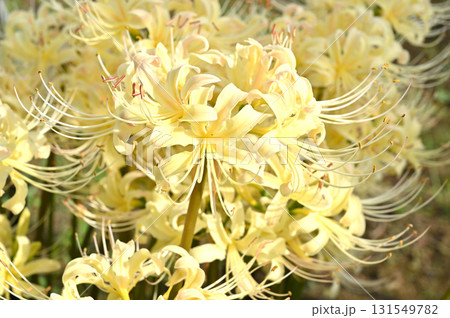 植物・シロバナマンジュシャゲ　ヒガンバナ科 131549782