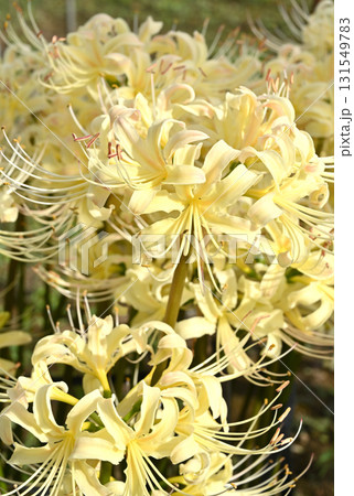 植物・シロバナマンジュシャゲ　ヒガンバナ科 131549783