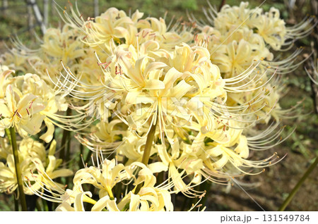 植物・シロバナマンジュシャゲ　ヒガンバナ科 131549784