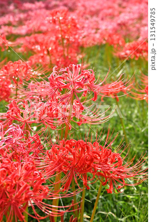 植物・ヒガンバナ ヒガンバナ科 植物・ヒガンバナ ヒガンバナ科 131549785