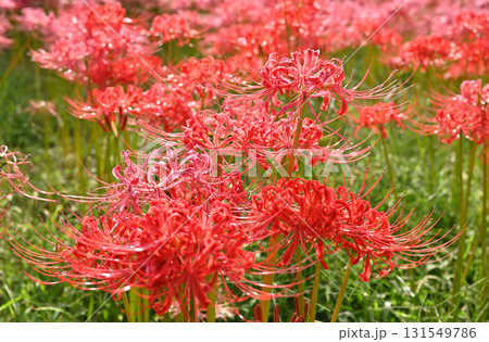 植物・ヒガンバナ ヒガンバナ科 植物・ヒガンバナ ヒガンバナ科 131549786