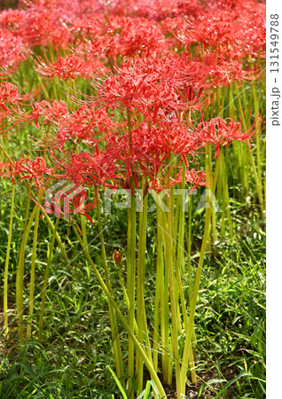 植物・ヒガンバナ ヒガンバナ科 植物・ヒガンバナ ヒガンバナ科 131549788