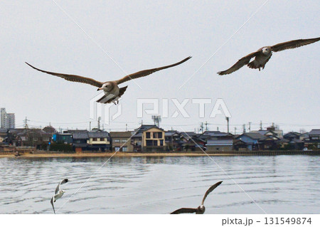 天橋立観光船 観光船についてくる海鳥 (京都府宮津市) 天橋立観光船 観光船についてくる海鳥 (京都府宮津市) 131549874