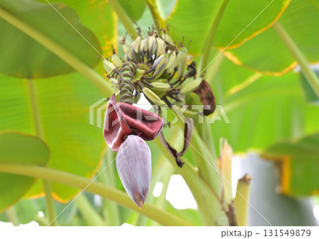 バナナの花 バナナの花 131549879