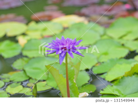 睡蓮の花 睡蓮の花 131549944