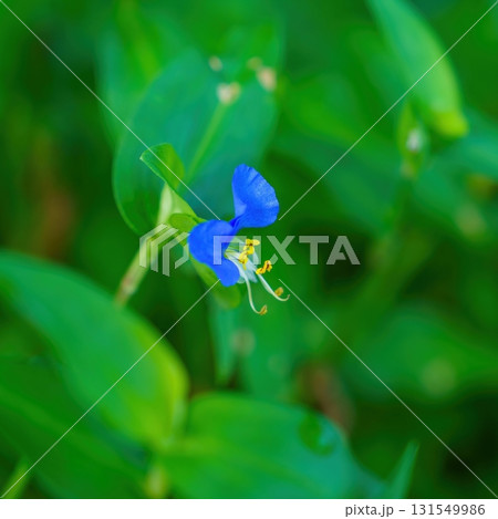 ひっそりと咲く満開のツユクサ 131549986