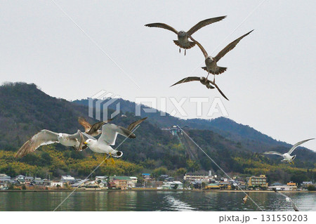 天橋立観光船　観光船についてくる海鳥　（京都府宮津市） 131550203