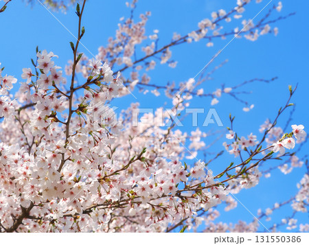 快晴の青空に満開のソメイヨシノ 131550386