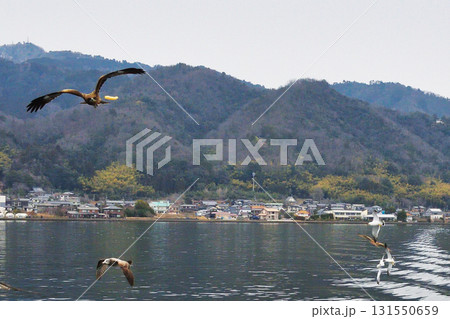 天橋立観光船 観光船についてくる海鳥 (京都府宮津市) 天橋立観光船 観光船についてくる海鳥 (京都府宮津市) 131550659